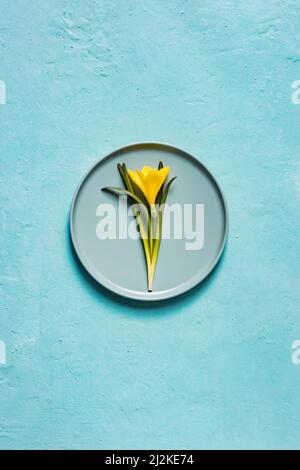 Tischeinstellung mit gelber Blume und Teller auf türkisblauem Hintergrund. Frühlingshintergrund. Draufsicht, flach liegend, Kopierbereich. Stockfoto