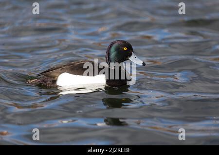 Schwimmende männliche Tufted Duck (Aythya fuligula) an einem See. Stockfoto