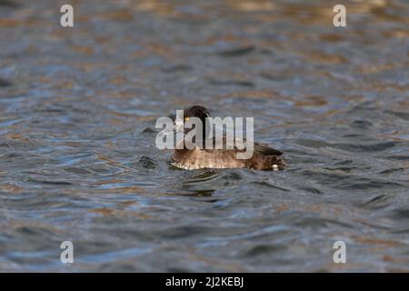 Schwimmende weibliche Tuftente (Aythya fuligula) an einem See. Stockfoto
