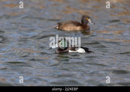 Schwimmende Erwachsene männliche Tufted Duck (Aythya fuligula) und ein Weibchen im Hintergrund an einem See. Stockfoto