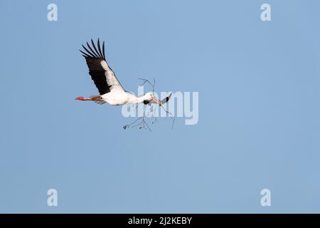 Ein erwachsener Weißstorch (Ciconia ciconia) fliegt mit Nistmaterial zu seinem Horst Stockfoto