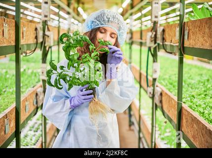 Weibliche Gärtnerin in Einwegkappe und Gartenhandschuhen genießen den Duft von grünen Blattpflanzen im Gewächshaus. Lächelnde Frau in Handschuhen, die einen Topf mit Pflanze und duftendem aromatischem Blatt hält. Stockfoto