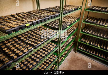 Regaleinheit mit beschrifteten Sämlingschalen im landwirtschaftlichen Gewächshaus im Garten. Pflanzen Sie Sprossen, die in Lagergutschalen in den Regalen des Gewächshauses wachsen. Stockfoto