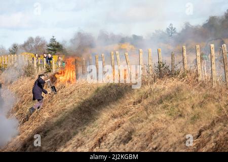 Weybourne, Großbritannien – 2. 2022. April: Deichbrand in der Kelling Heath während der Spring Steam Gala auf der North Norfolk Poppy Line Credit: Richard O'Donoghue/Alamy Live News Stockfoto