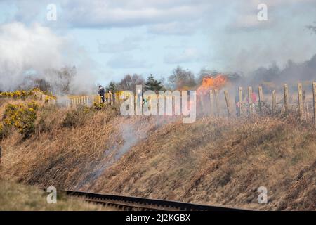 Weybourne, Großbritannien – 2. 2022. April: Deichbrand in der Kelling Heath während der Spring Steam Gala auf der North Norfolk Poppy Line Credit: Richard O'Donoghue/Alamy Live News Stockfoto