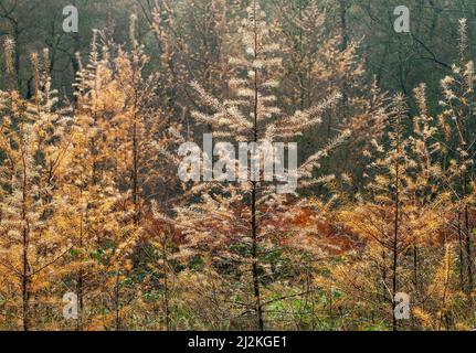 Nahaufnahme von Larchbäumen, einem Nadelbaum im Wald von Cannock Chase. Der lateinische Name ist Larix occidentalis und zeigt in Aut atemberaubendes goldenes Laub Stockfoto