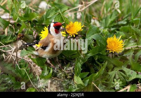 Silverdale, Carnforth, Lancashire, Großbritannien. 2. April 2022. Ein Goldfink, der sich mit den Dandelionsamen ernährt, in Silverdale, Carnforth, Lancashire, Großbritannien Credit: John Eveson/Alamy Live News Stockfoto