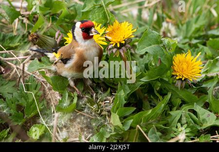 Silverdale, Carnforth, Lancashire, Großbritannien. 2. April 2022. Ein Goldfink, der sich mit den Dandelionsamen ernährt, in Silverdale, Carnforth, Lancashire, Großbritannien Credit: John Eveson/Alamy Live News Stockfoto