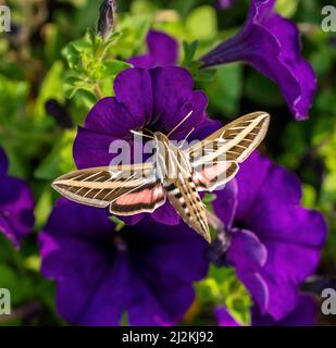 Eine weiße Sphinx-Motte (Hyles lineata), die eine violette Petunie bestäubt. Stockfoto