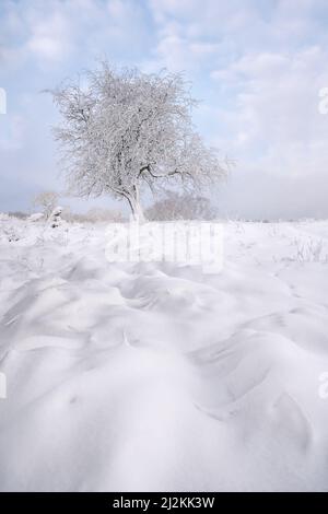Winterlandschaft in den Dünen. Weiße Schicht mit Schnee über dem Sand und den Bäumen Stockfoto