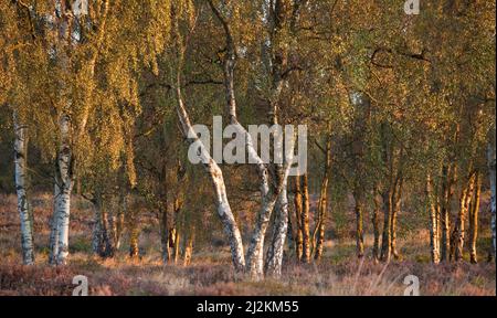 Copse of Silver Birch im Herbst auf Cannock Chase Gebiet von Outstanding Natural Beauty Staffordshire Stockfoto