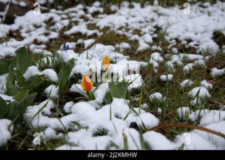 Regensburg, Deutschland - 02.. April 2022: Blumen im Schnee. Hochwertige Fotos Stockfoto