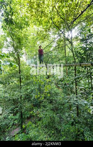 Canopy Walk im Regenwald, Gunung Mulu National Park, Sarawak, Malaysia Stockfoto