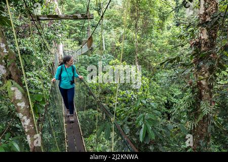 Canopy Walk im Regenwald, Gunung Mulu National Park, Sarawak, Malaysia Stockfoto