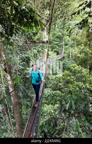 Canopy Walk im Regenwald, Gunung Mulu National Park, Sarawak, Malaysia Stockfoto