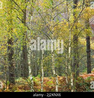 Laub-Silberbirken am Rande des Pinienwaldes auf Cannock jagen ein Gebiet von außergewöhnlicher natürlicher Schönheit Staffordshire England Stockfoto