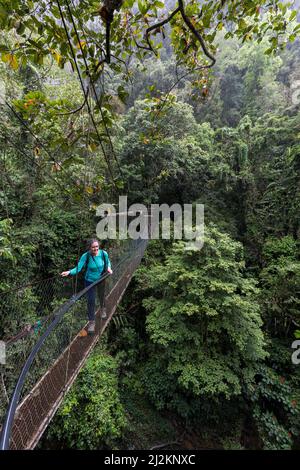 Canopy Walk im Regenwald, Gunung Mulu National Park, Sarawak, Malaysia Stockfoto