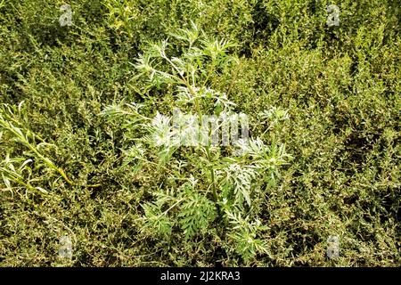 Nahaufnahme von frisch wachsenden süßen Wermut (Artemisia Annua, süße annie, einjähriges Beifuß) Gräsern auf dem Wildfeld, Artemisinin-Heilpflanze, natürlich Stockfoto