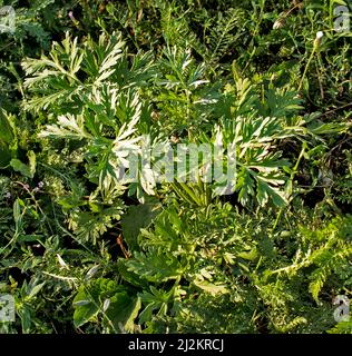 Nahaufnahme von frisch wachsenden süßen Wermut (Artemisia Annua, süße annie, einjähriges Beifuß) Gräsern auf dem Wildfeld, Artemisinin-Heilpflanze, natürlich Stockfoto