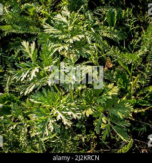 Nahaufnahme von frisch wachsenden süßen Wermut (Artemisia Annua, süße annie, einjähriges Beifuß) Gräsern auf dem Wildfeld, Artemisinin-Heilpflanze, natürlich Stockfoto