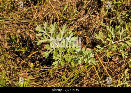 Nahaufnahme von frisch wachsenden süßen Wermut (Artemisia Annua, süße annie, einjähriges Beifuß) Gräsern auf dem Wildfeld, Artemisinin-Heilpflanze, natürlich Stockfoto