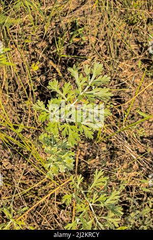 Nahaufnahme von frisch wachsenden süßen Wermut (Artemisia Annua, süße annie, einjähriges Beifuß) Gräsern auf dem Wildfeld, Artemisinin-Heilpflanze, natürlich Stockfoto