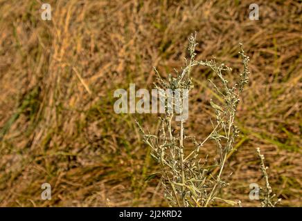 Nahaufnahme von frisch wachsenden süßen Wermut (Artemisia Annua, süße annie, einjähriges Beifuß) Gräsern auf dem Wildfeld, Artemisinin-Heilpflanze, natürlich Stockfoto