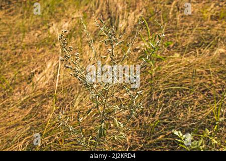 Nahaufnahme von frisch wachsenden süßen Wermut (Artemisia Annua, süße annie, einjähriges Beifuß) Gräsern auf dem Wildfeld, Artemisinin-Heilpflanze, natürlich Stockfoto