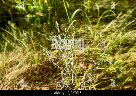 Nahaufnahme von frisch wachsenden süßen Wermut (Artemisia Annua, süße annie, einjähriges Beifuß) Gräsern auf dem Wildfeld, Artemisinin-Heilpflanze, natürlich Stockfoto