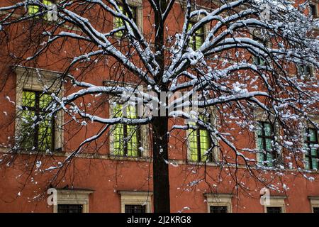 Warschau, Polen. 02. April 2022. Ein Baum, der von Neuschnee bedeckt ist. Die Stadt Warschau wurde von einem frühen Schneefall im Frühjahr getroffen. (Foto von Ty O'Neil/SOPA Images/Sipa USA) Quelle: SIPA USA/Alamy Live News Stockfoto