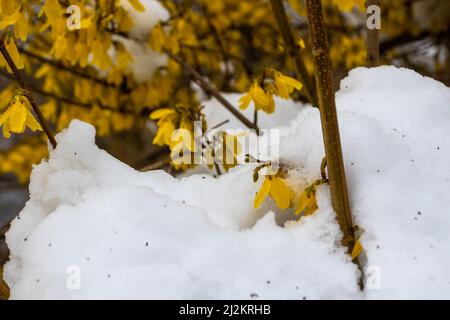 Warschau, Polen. 02. April 2022. Frühlingsblumen bedeckt mit Schnee. Die Stadt Warschau wurde von einem frühen Schneefall im Frühjahr getroffen. (Foto von Ty O'Neil/SOPA Images/Sipa USA) Quelle: SIPA USA/Alamy Live News Stockfoto