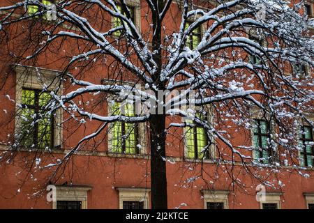 Warschau, Polen. 2. April 2022. Ein Baum, der von Neuschnee bedeckt ist. Die Stadt Warschau wurde von einem frühen Schneefall im Frühjahr getroffen. (Bild: © Ty O'Neil/SOPA Images via ZUMA Press Wire) Stockfoto