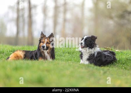 Hunde und Schlechtwettertage: Ein Border Collie Hund liegt an einem regnerischen Tag auf einer feuchten Wiese Stockfoto