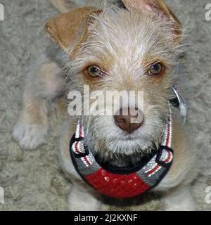 Porträt eines kleinen 13 Wochen alten Terrier-Mischwelpen. Nahaufnahme des Kopfes, Fellfarbe beige mit Sand, honigfarbene Augen, rotbraune Nase, Ohren gefaltet o Stockfoto