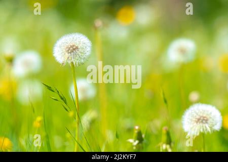 Löwenzahn Samen wehen mit dem Wind in einer natürlichen blühenden Wiese. Stockfoto