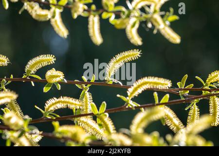 Salix alba, Weidenbaum im Frühling, Pollen und Kätzchen in der Nähe. Stockfoto
