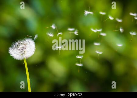 Löwenzahn Samen wehen mit dem Wind in einer natürlichen blühenden Wiese. Stockfoto