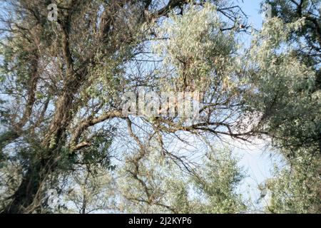 Ein prächtiger Hintergrund aus der Krone eines riesigen silbernen Loch-Baumes mit blauen Himmelsstücken, die durch die Blätter gucken. Baum Elaeagnus angustifolia Stockfoto