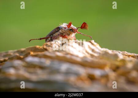Nahaufnahme eines Waldschachackers, melolontha hippocastani, foraginging auf einem hölzernen Baumstamm Stockfoto