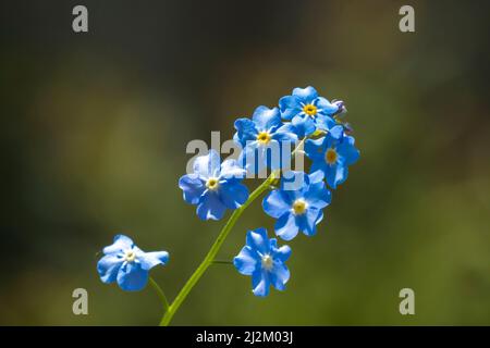 Nahaufnahme von Veronica chamaedrys, dem Germanenschnellbrunnen, dem Vogelauge-Speedwell oder Katzenaugen, blauen Blüten, die blühen. Stockfoto