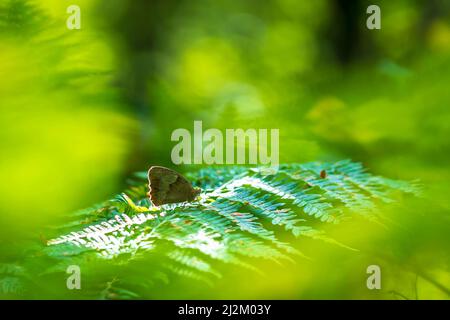 Closeup Seite Blick auf eine Wiese braun butterfly Pyrausta aurata Fütterung Nektar Stockfoto