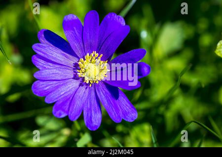 Anemone blanda, Balkananemone, griechische Windblume oder Winterwindblume blühen. Eine krautige tuberöse Staude mit lila blauen Blüten Stockfoto