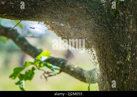 Raupen aus Eichenprozessionär Thaumetopoea processionea nisten in einem Baum in einem Wald. Diese stechenden Haare können Juckreiz, Beulen und Augenbeschwerden verursachen. Stockfoto