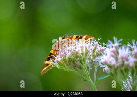 Nahaufnahme von einem Jersey Tiger Schmetterling, Euplagia Quadripunctari, eine Blume Nektar ernähren. Dies ist ein ein Tag fliegen Motten Stockfoto