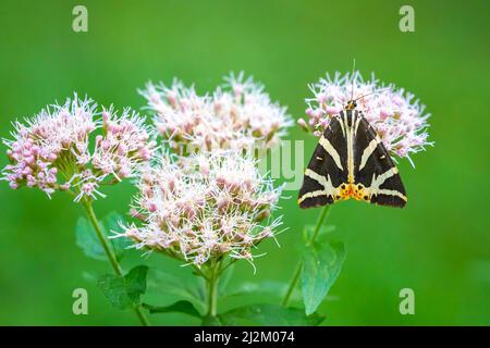 Nahaufnahme von einem Jersey Tiger Schmetterling, Euplagia Quadripunctari, eine Blume Nektar ernähren. Dies ist ein ein Tag fliegen Motten Stockfoto