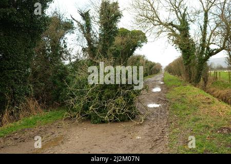 Februar 2022 - gefallene Bäume durch die Stürme des Winters / Frühjahr 2022 - Ein Zeichen für unser sich entwickelndes Klima. Stockfoto