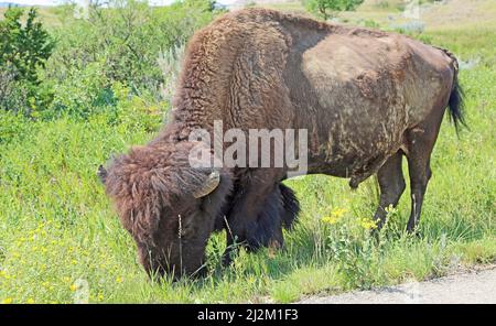 Grazing Bison - North Dakota Stockfoto