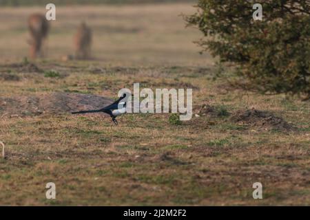 Als die Sonne untergeht, hüpft die Elster (Pica pica) im Grasland auf der Suche nach Nahrung bei Minsmere in Suffolk Stockfoto