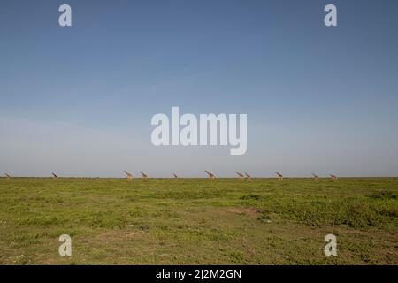 Giraffenherde auf der Ebene, Tansania Stockfoto