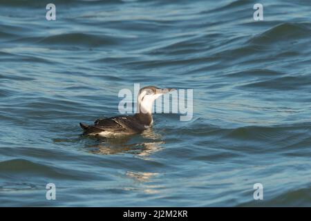 Gewöhnlicher Guillemot (Uria aalge) im Winter im Meer schwimmendes Gefieder Stockfoto